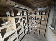 Grajewo ogłoszenia: Witam!
Likwiduje gołębnik. Sprzedam wszystkie sztuki od razu.... - zdjęcie