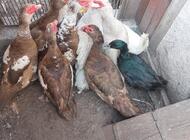 Grajewo ogłoszenia: Sprzedam kaczki I kaczory francuskie. Możliwość oględzin w... - zdjęcie