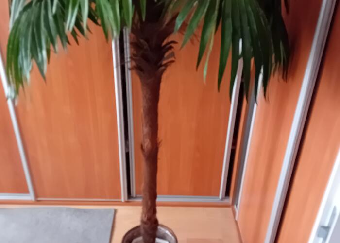 Grajewo ogłoszenia: Sprzedam sztuczną palmę . Wysokość około 160 cm